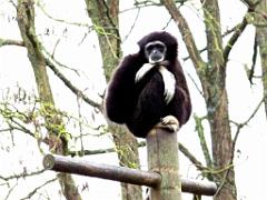 149 BIO PARC DE DOUE LA FONTAINE 5- 2016_000022